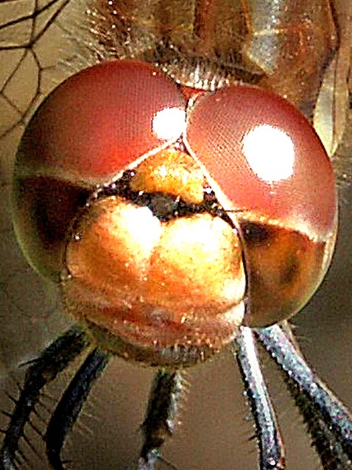 Photo macro d`une tête de libellule