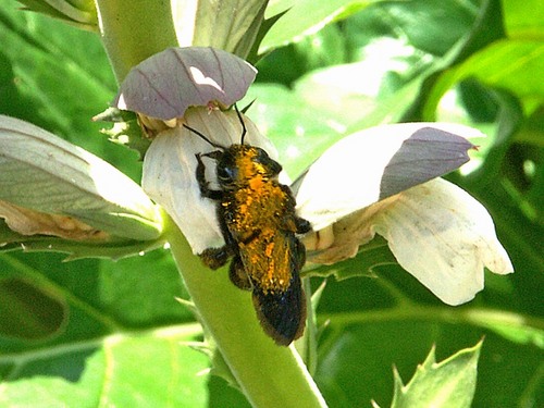Abeille Charpentière