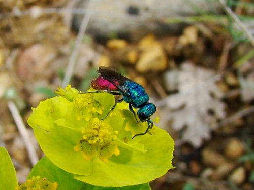 Chryside éclatante