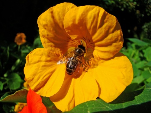 abeille à miel
