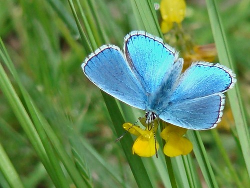Azuré bleu