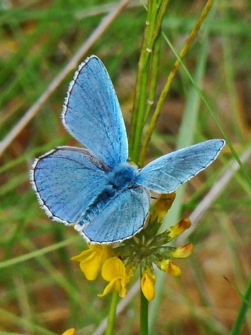 Azuré bleu