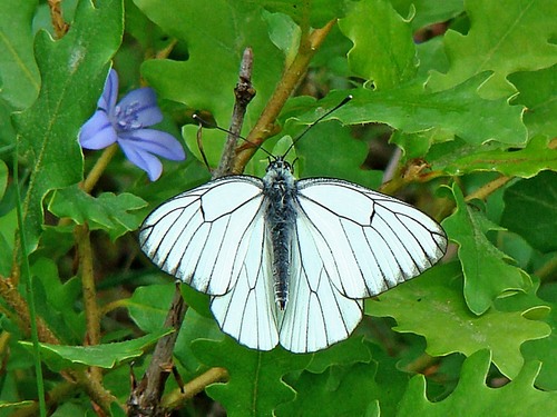 Gazé