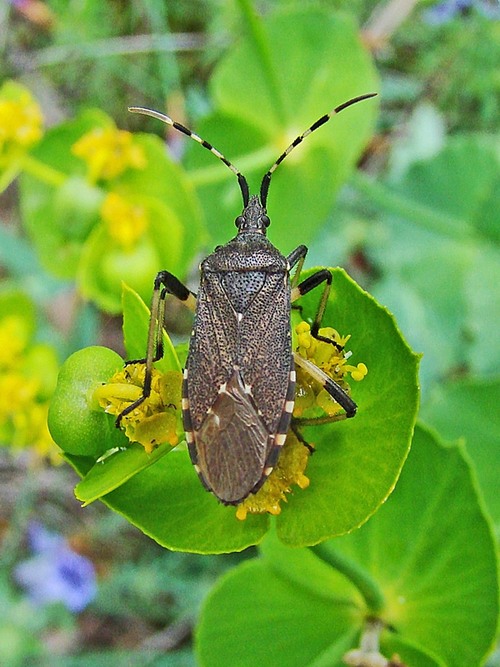 Alydus Calcaratus