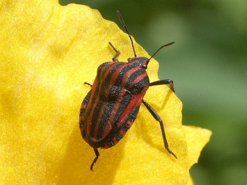Punaise rayée