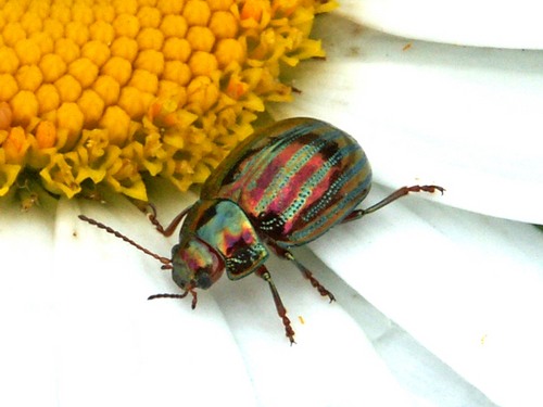 Chrysomèle