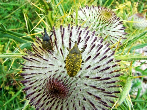 Charançon Liparus Glabrirostris