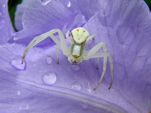 Araignée crabe
