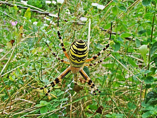 Argiope Bruennich