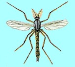 Chironome