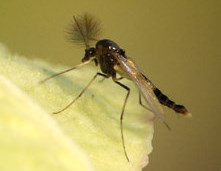 Chironome