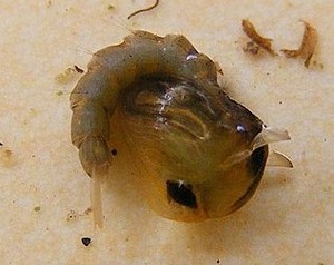 Nymphe de moustique
