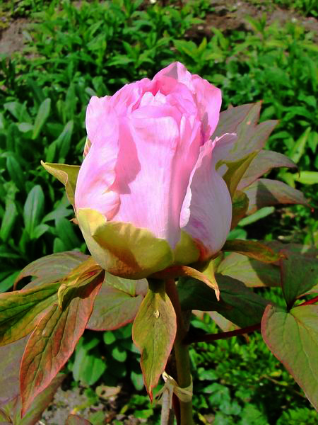 Pivoine arbustive rose