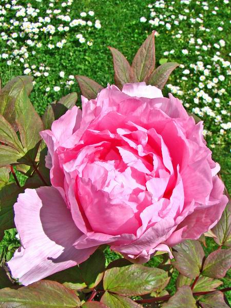 Pivoine arbustive rose 