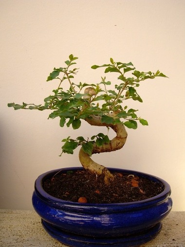 ligustrum-sinense
