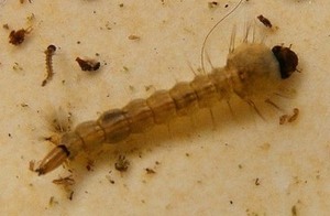 Larve de moustique